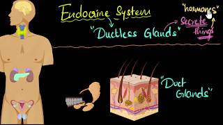 Endocrine system major hormones amp functions  Control amp Coordination  Biology  Khan Academy [upl. by Aneres62]