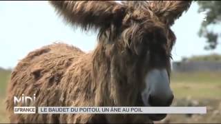 Animaux  le baudet du Poitou [upl. by Ajax]