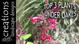 Top 3 Plants For Planting Under Oaks [upl. by Volnay48]