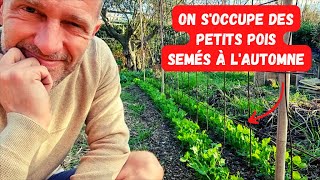 Je tuteure mes petits pois semés à lautomne et cest chouette  potager janvier2023 [upl. by August]