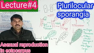 Plurilocular sporangia in ectocarpus [upl. by Barstow]