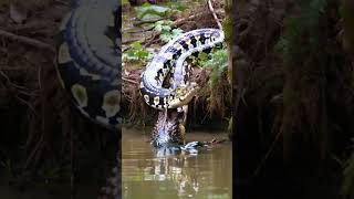 Giant python VS Crocodile animals [upl. by Prem]