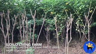 Indigofera Zollingeriana Plantation at Iloilo Living Farm [upl. by Netsuj]