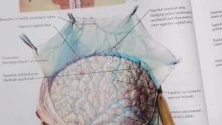 Dural Venous Sinuses part 1 very easy to understand [upl. by Niklaus]