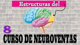 PARTES del CEREBRO 🧠 y sus FUNCIONES cognitivasCurso de NeuroVentas 🏷️ Parte8Neuroaprendizaje [upl. by Sorrows529]