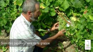 Suivi des ravageurs de la vigne cicadelle de la flavescence dorée et ver de la grappe [upl. by Dunn431]