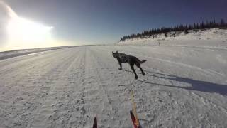 Skijoring the Ice Road [upl. by Anaujait]