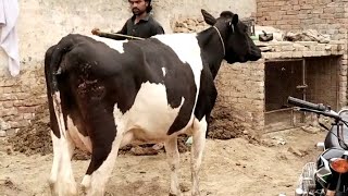 2nd Timer Pure Frision Cow For Sale Piplan Dairy Farming [upl. by Caty]