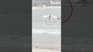 HUGE shark lurks up close to unsuspecting swimmers on Sydney beach [upl. by Bruning]