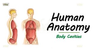 Human Anatomy  Body Cavities Easy explanation for Medical and Allied Healthcare Students [upl. by Pegeen]