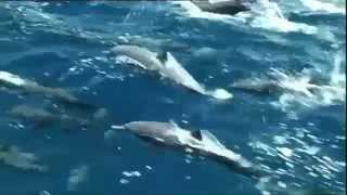 Dolphin Superpod  Extreme Fishing [upl. by Janna828]