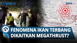 FENOMENA ANEH Ikan Terbang ke Darat amp Dikaitkan dengan Gempa Megathrust Begini Penjelasan BPBD [upl. by Bartle]