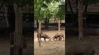 Hog Deers Fighting Each Other  Hog Deers Deer animalsfightingcompilation reels trending shorts [upl. by Ruel900]