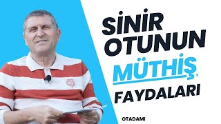 SİNİR OTU DAMAR OTU FAYDALARI NASIL DEMLENİR NEYE İYİ GELİR NE İŞE YARAR [upl. by Aihsel803]