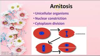 Cell Division Amitosis class 9 [upl. by Goldwin]