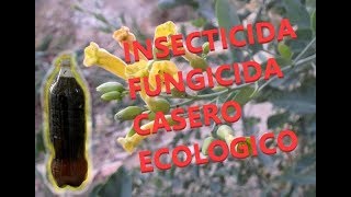 EL MEJOR INSECTICIDA Y FUNGICIDA CASERO Y ECOLÓGICO FACIL DE HACER [upl. by Inama493]