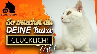 🔥So machst du deine Katze glücklich  5 Tipps  Teil 1 von 3 [upl. by Ariaec]