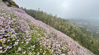 Kurinji bloomed over the Nilgiri ghats kurinji flowers nature youtubeshorts trending [upl. by Gabriell]