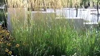 Calamagrostis x acutiflora Karl Foerster  Feather Reed Grass [upl. by Annuaerb]