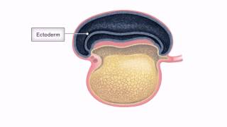 General Embryology  Detailed Animation On Embryonic Folding [upl. by Vedette]