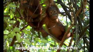 Adopt an orangutan now [upl. by Harbour325]