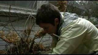 How to Prune Annabelle Hydrangea [upl. by Nyrrad920]