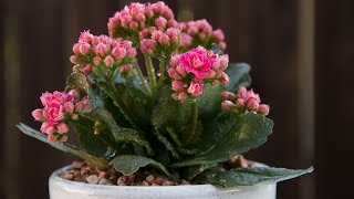 Kalanchoe blossfeldiana [upl. by Nednerb]