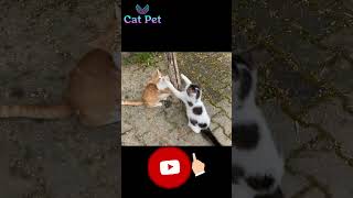 Witness the Wild A Group of Cats Mating on the Street pets catsound [upl. by Irrek]