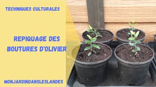 Repiquage des boutures dolivier  Monjardindansleslandes [upl. by Adihsar]