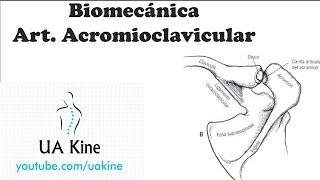 Biomecanica Articulacion Acromioclavicular [upl. by Cooperman]