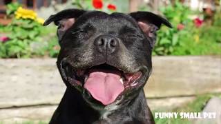 Funny Talking Dog Staffy 🔴 Staffordshire Bull Terrier Compilation 2017 [upl. by Elatsyrc]