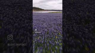 Texas bluebonnet bluebonnets muleshoe austin austinspringtime spring wildflowers [upl. by Ada]