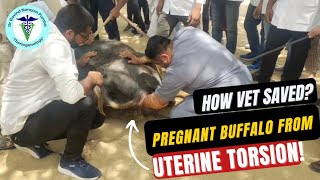 quotLook What Happened When We Corrected a Pregnant Buffalos Uterine Torsionquot [upl. by Rrats]