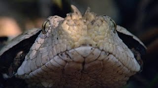 Incredible A Gaboon Viper Strikes a Bird in SloMo [upl. by Ellebanna]