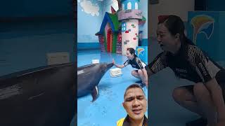 Gimana kalian setuju atau tidak adven dolphins lumbalumba ikan shorts foryou [upl. by Diane635]