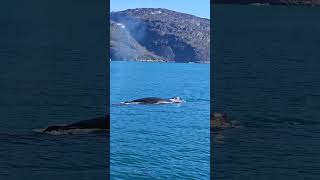 Obserwacja wielorybów na Grenlandii🇬🇱 greenland grenlandia whale whalewatch [upl. by Lamej]