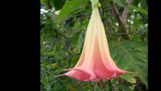 Brugmansia [upl. by Steve]