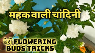 Double ChandniCrepe Jasmine flowering tricks amp plant care [upl. by Winonah]