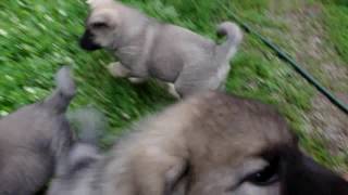 Norwegian Elkhound Puppies at 7 Weeks Playing [upl. by Sammie]