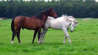 Horses in the field Stabilized [upl. by Stevie]