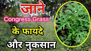 Congress grass या गाजर घास के फायदे।। organic farming [upl. by Etka]