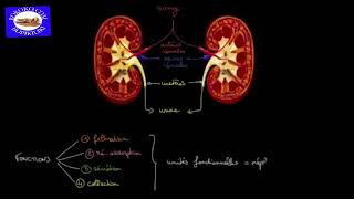 LES REINS ET SES FONCTIONS [upl. by Rie]