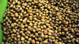 coriander seeds benefits [upl. by Sirod477]