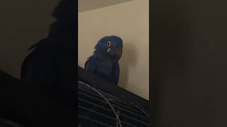 HUGE parrot Hyacinth MACAW LAUGHING and TALKING [upl. by Giraud]