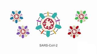 Introducing SARSCoV2 learn the basic principles behind this virus [upl. by Barret]