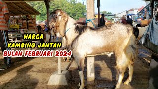 1200‼️ Harga Kambing Jantan Terbaru Pasar Purwantoro 1 Feb 2024 [upl. by Jobi872]