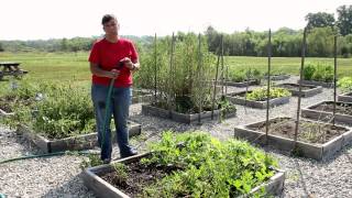 How to Water Cantaloupes Melons amp Watermelons  Growing Melons [upl. by Donelle]