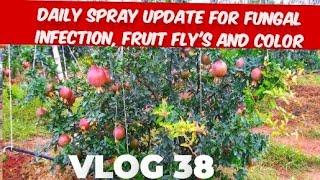 Daily spray update for color fungal and fruit flys [upl. by Tavia]