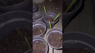 Germinating Mexican fan palm seeds part 6 [upl. by Nnaeirrac]