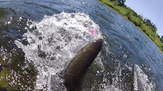 Cowlitz river Blue creek summer Steelhead [upl. by Reivaj190]